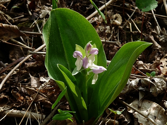 {Galearis spectabilis}